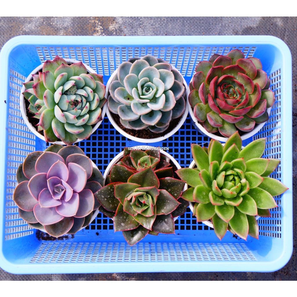 Combo 6 loại sen đài size trung 10cm glass garden, sen đá đà lạt thuần khí hậu