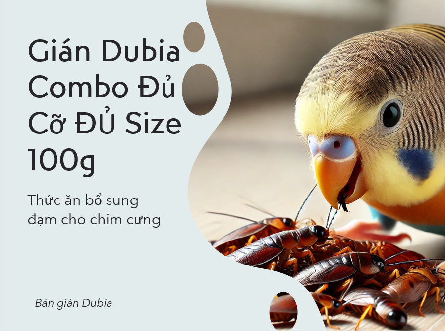 Gián Dubia Combo Đủ Cỡ Đủ Size 100g - Thức ăn dinh dưỡng cho chim cảnh