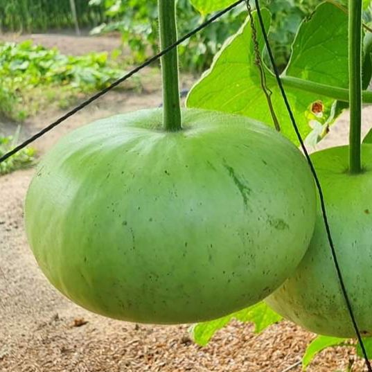 Hạt giống bầu trái tròn 1gr
