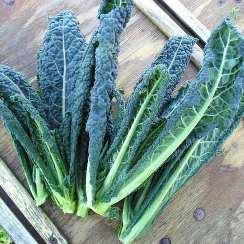 Hạt giống cải xanh Kale