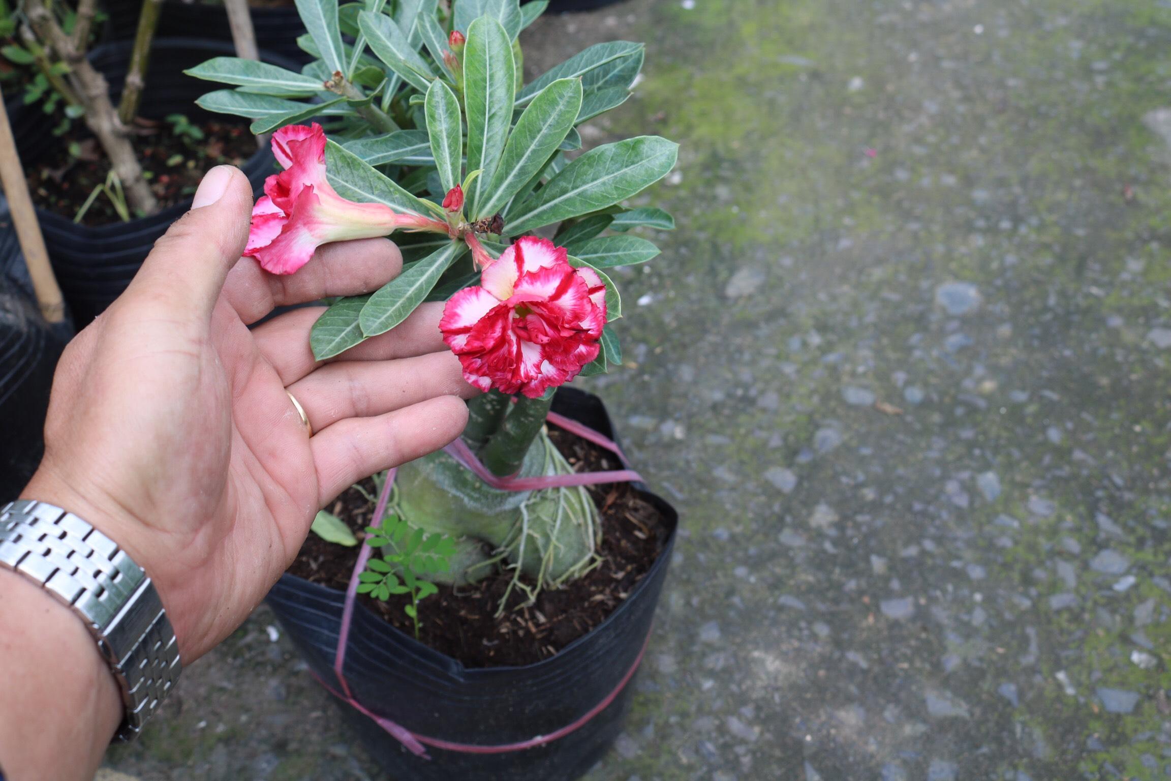 Chậu sứ Thái hoa Kép