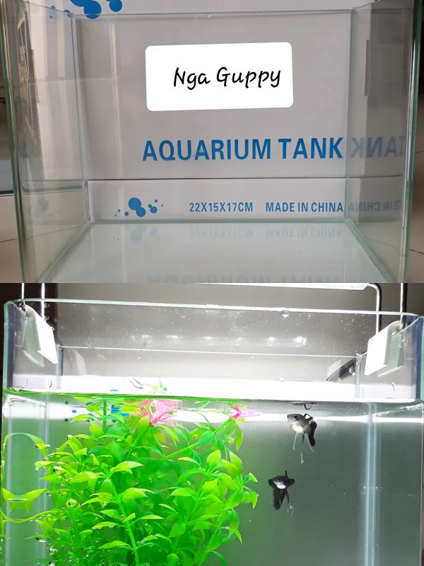 [HCM]Bể kính đúc  2 cạnh uốn cong 18 x 13 x 15 cm