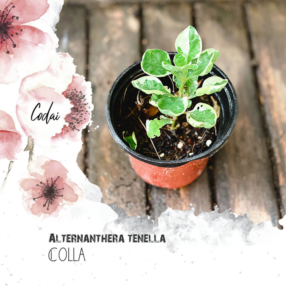 Cây giống Alternanthera tenella Colla chậu nhựa