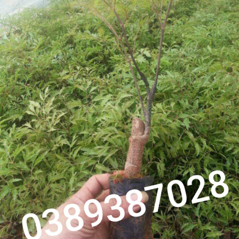 Cây đinh lăng giống,4 cây