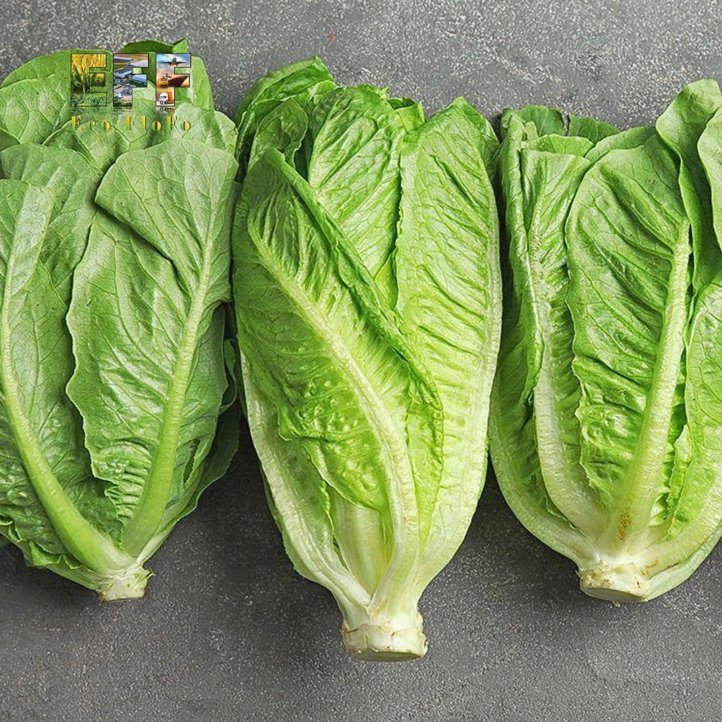 1 Thùng 4Kg Xà Lách Giống Mỹ (Romaine) Eco FloFo Đạt Chuẩn VietGAP (Chỉ Bán Hàng Loại A+ Được Tuyển Chọn Để Xuất Khẩu)