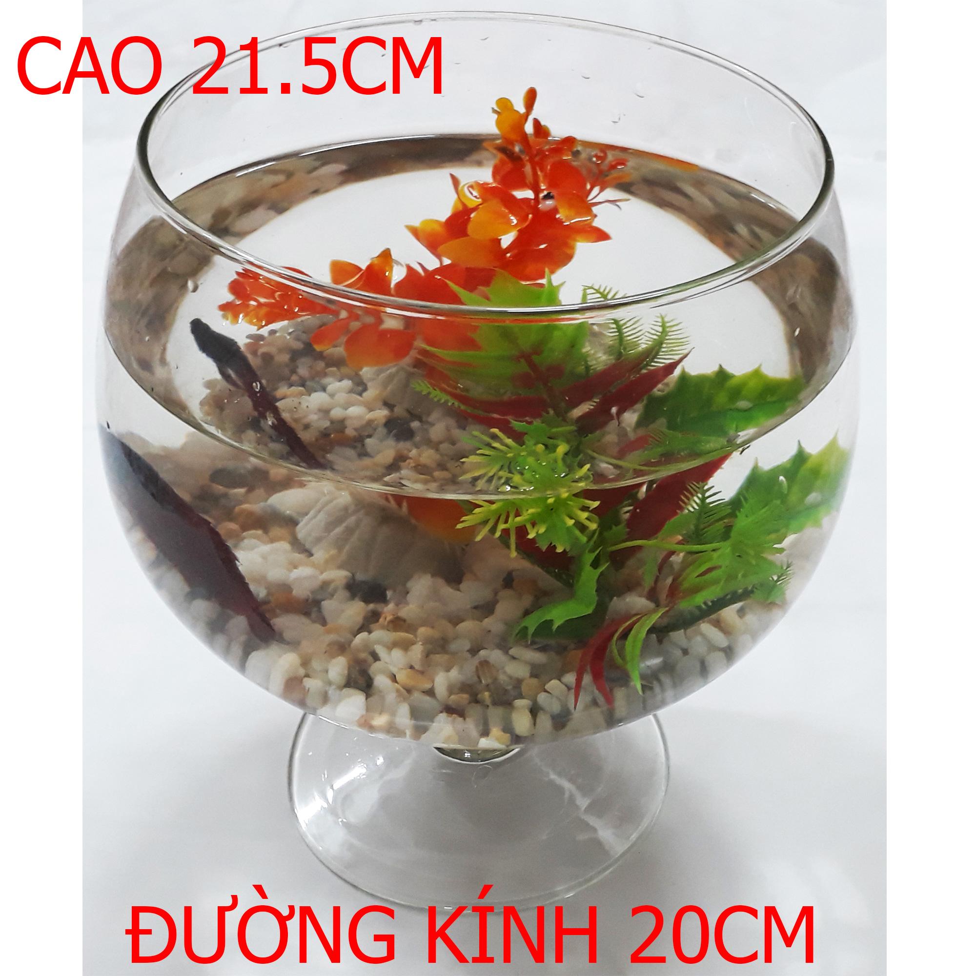 Bể Cá Ly Vừa - Hồ Cá Để Bàn - Chậu Cá Thủy Tinh LC-2 21.5x20x20