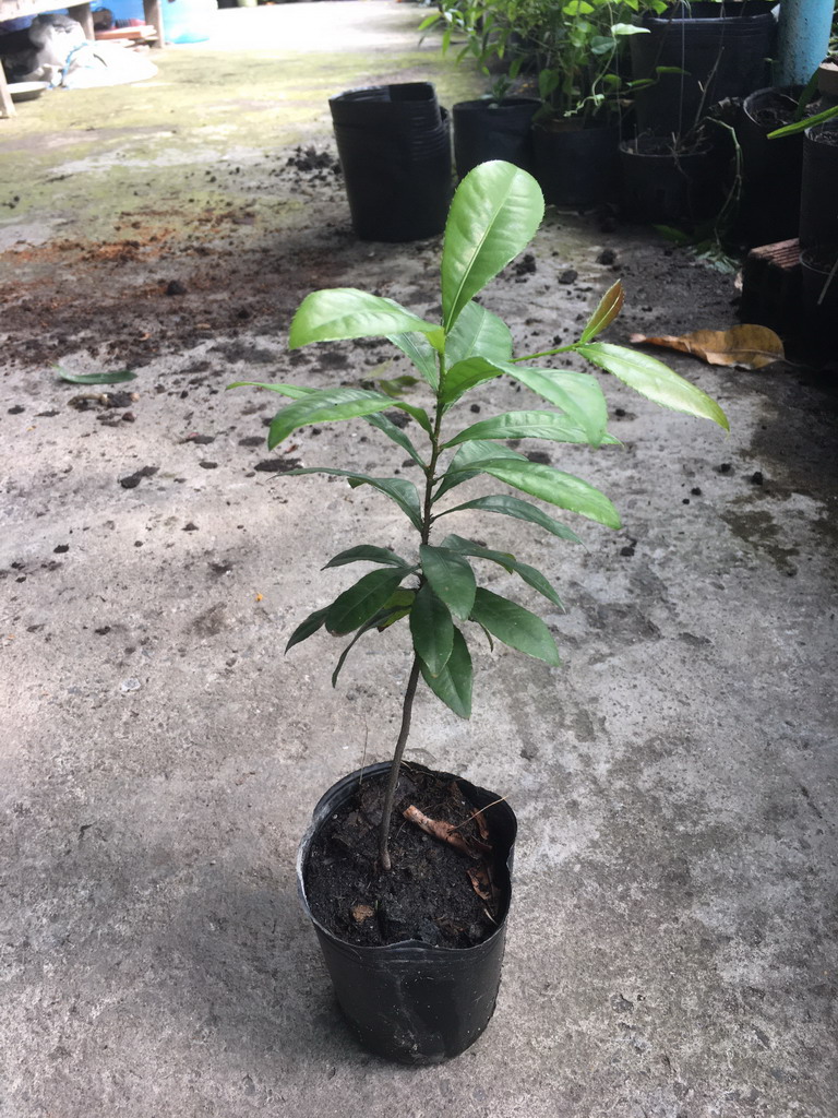 Cây giống mai tứ quý