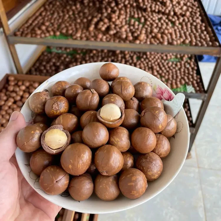 Hạt Macca nứt vỏ Đăk Lăk sấy lạnh giàu dinh dưỡng không hôi dầu hộp pet 400g - Món ăn vặt tốt cho sức khỏe