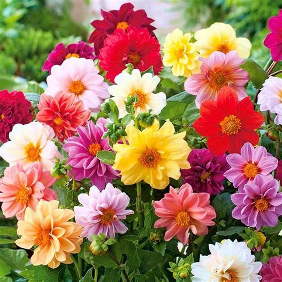 Hạt giống hoa Thược Dược mix màu - Sinh Trưởng Tốt, Dễ Trồng