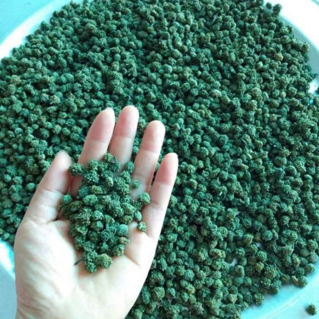 Sỉ toàn quốc 150g nụ tam thất không cuống