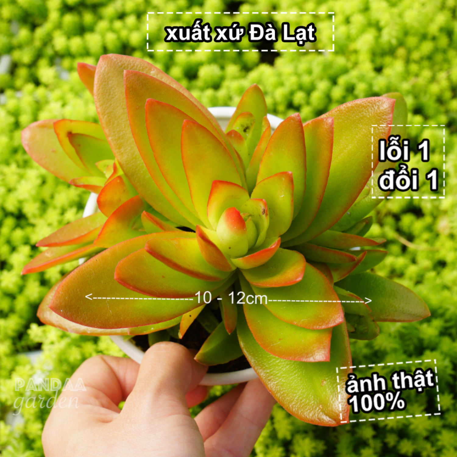 Sen đá tứ phương đỏ size 10 - 12cm màu siêu đẹp, sen đá vườn pandaa garden đà lạt đã thuần mọi khí hậu, lỗi 1 đổi 1