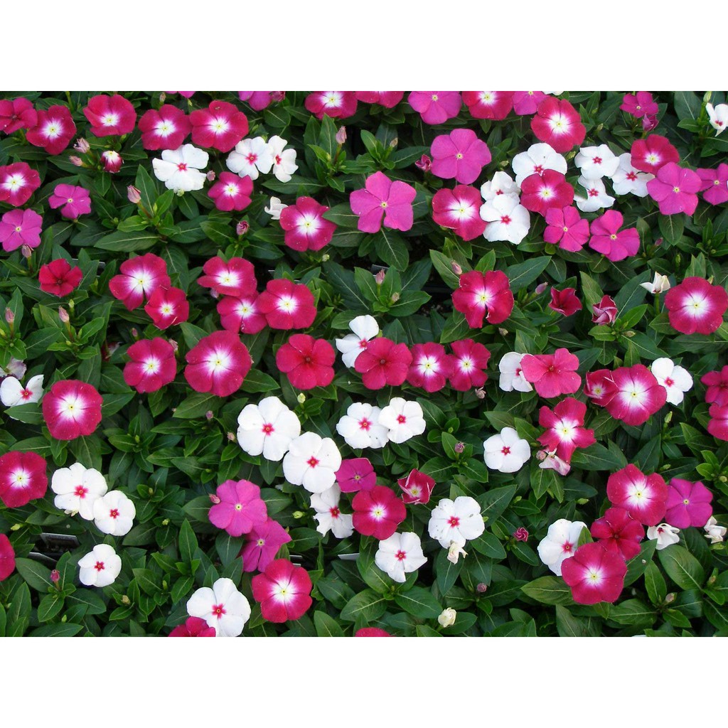 Hạt Giống Bông Dừa Cạn, Hoa Dừa Cạn Nhiều Màu, Hat Giong Sach Thuy Canh, Hat Giong Hoa Dep Bong Dua Can