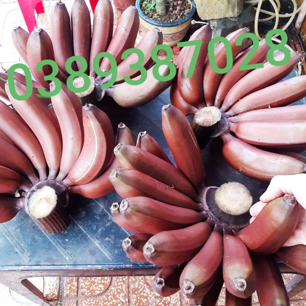 cây chuối đỏ giống