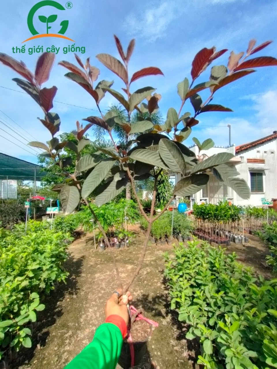 Bộ 5 cây giống ổi tím