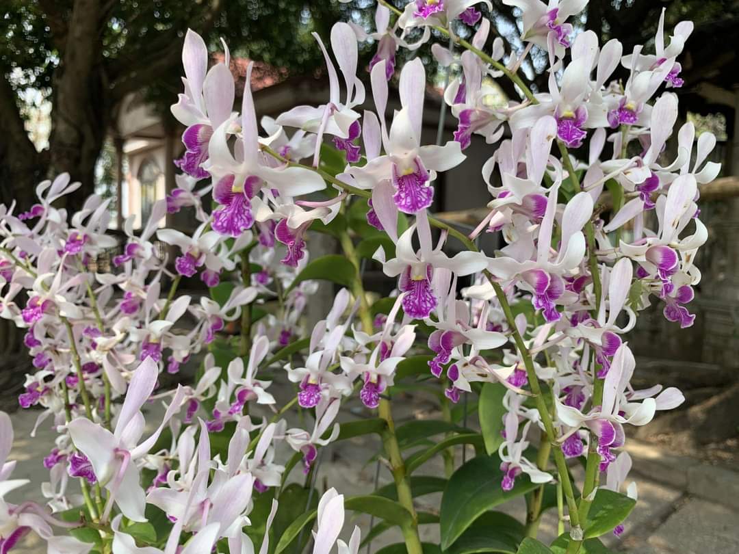 Hoa lan thỏ xưa