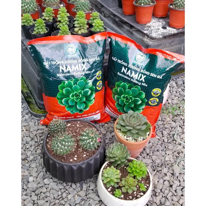 Đất trồng xương rồng, sen đá Namix Succulents Potting Mix