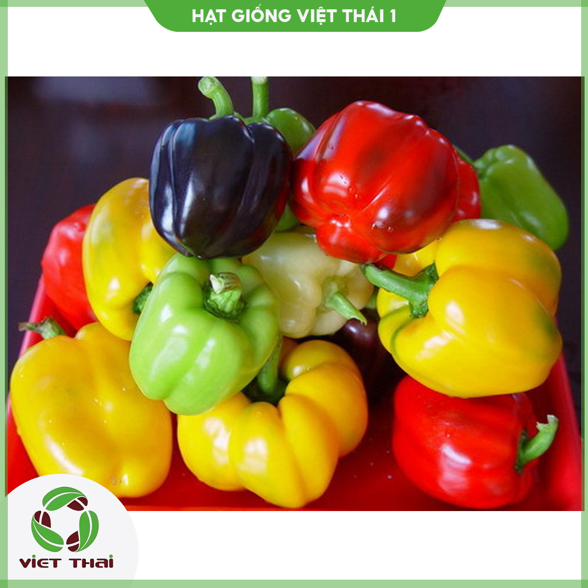 Hạt giống ớt chuông đà lạt đỏ - vàng