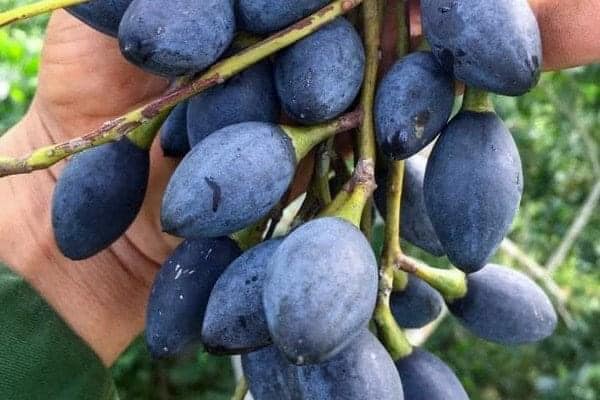 Cây giống trám đen cho năng suất cao cam kêt chuẩn giống