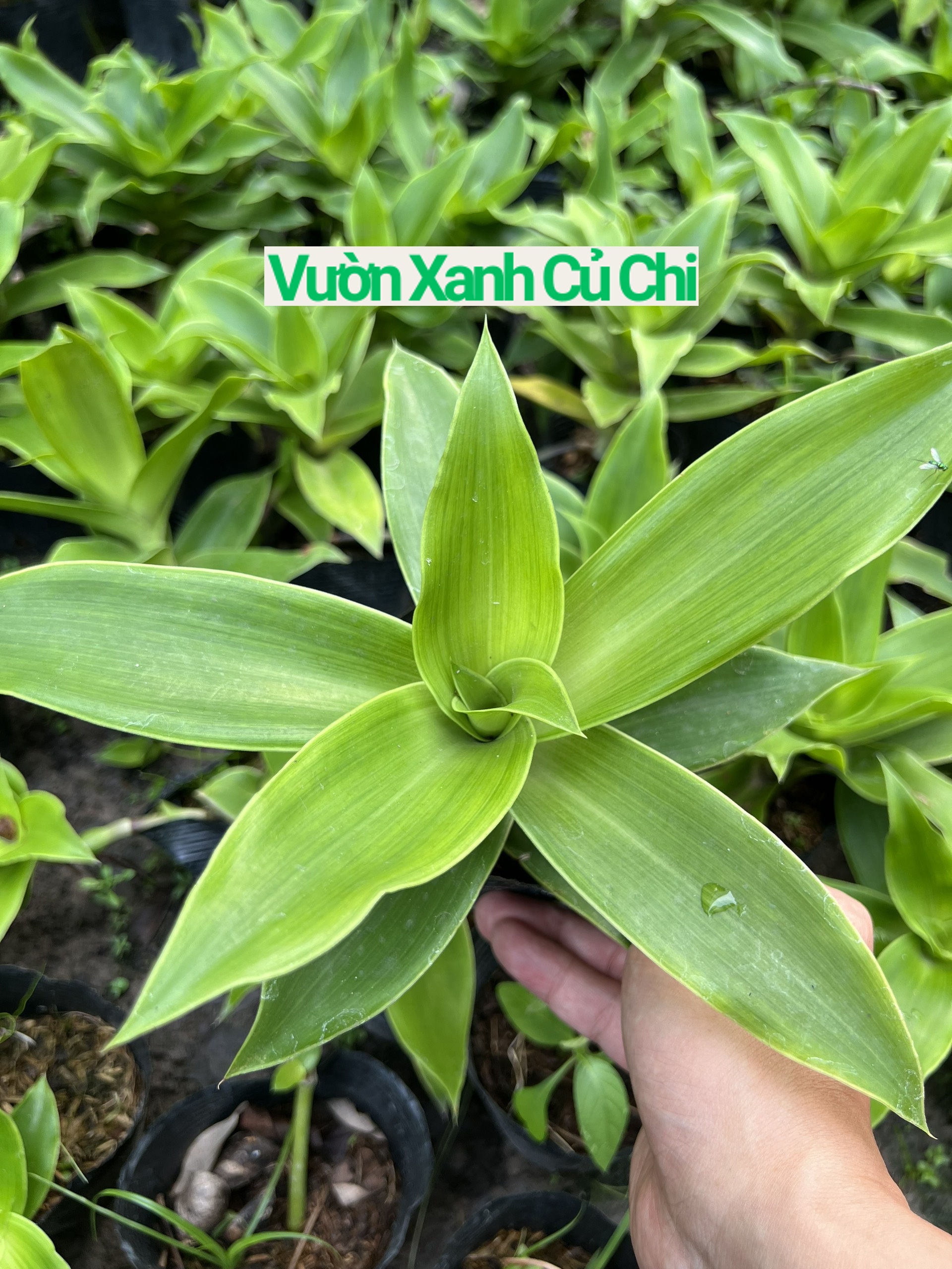 Cây Lược Vàng (cây thuốc nam) (mua 5 cây tặng thêm 1 cây)