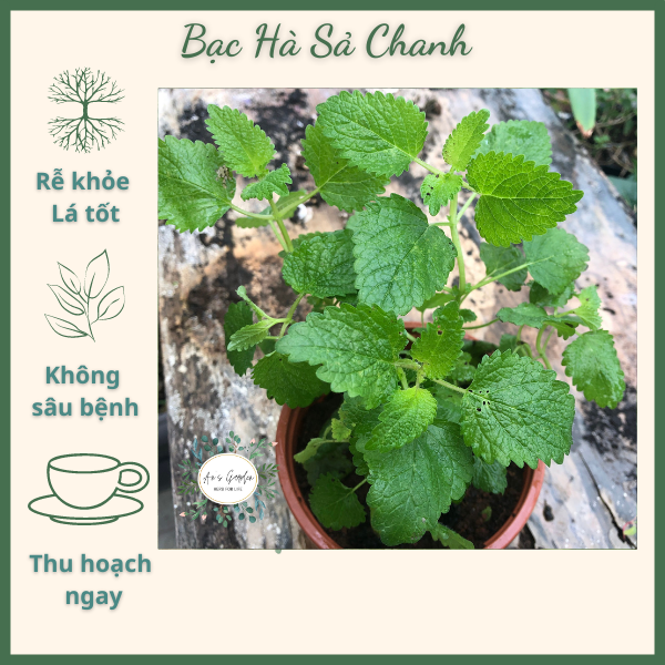 Cây Bạc Hà Sả Chanh – Lemon Blam (Chậu nhựa đường kính 15cm) Cây gia vị, hương liệu, đuổi muỗi, giá rẻ