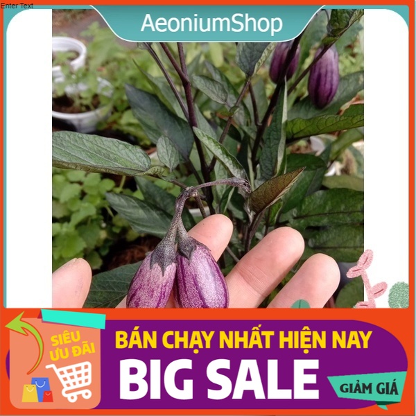 Cây Dưa Pepino Tím, Dưa Hấu Nam Mỹ 💃🏼