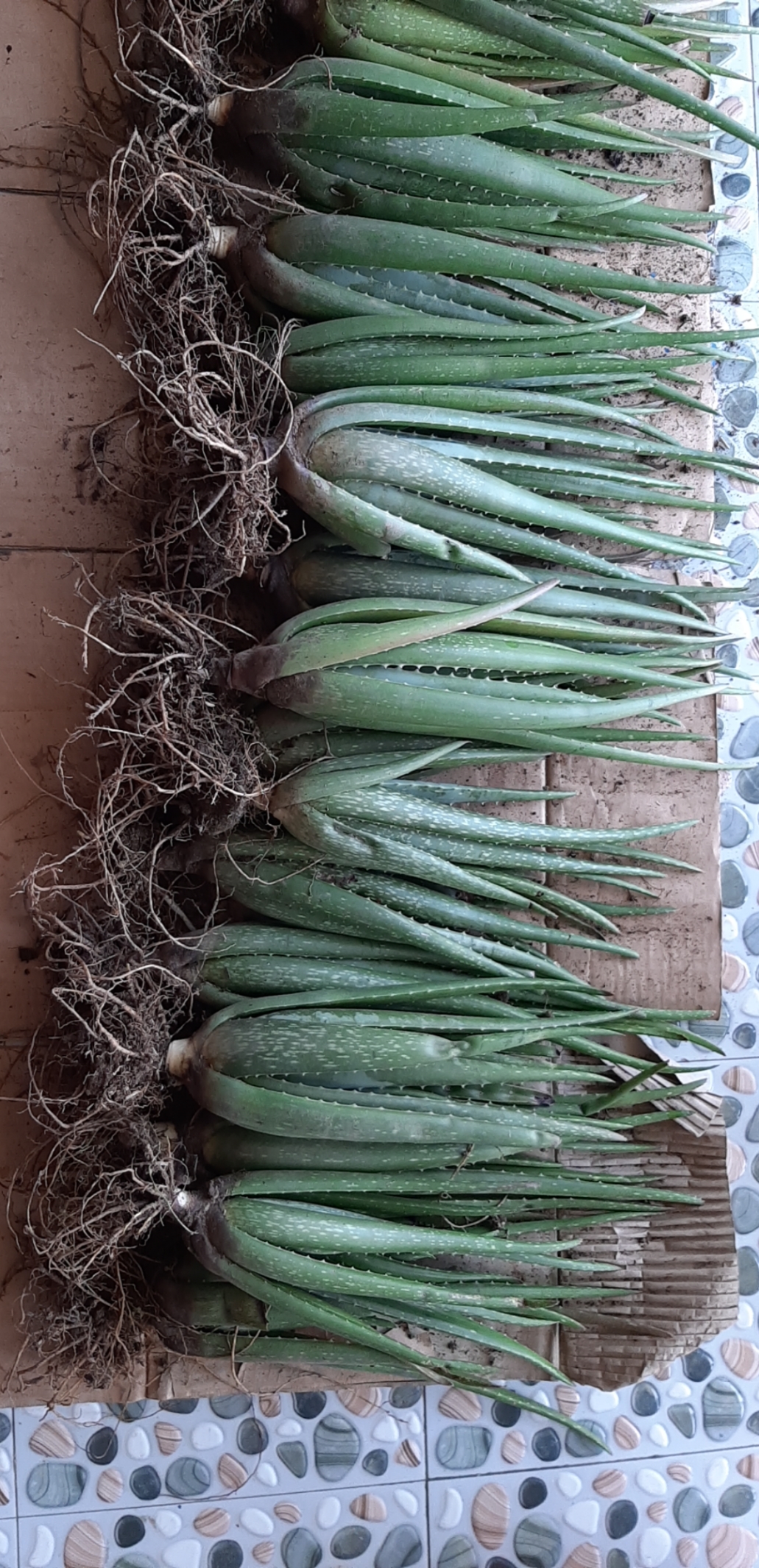 5 cây Nha đam mỹ loại to 35-40cm