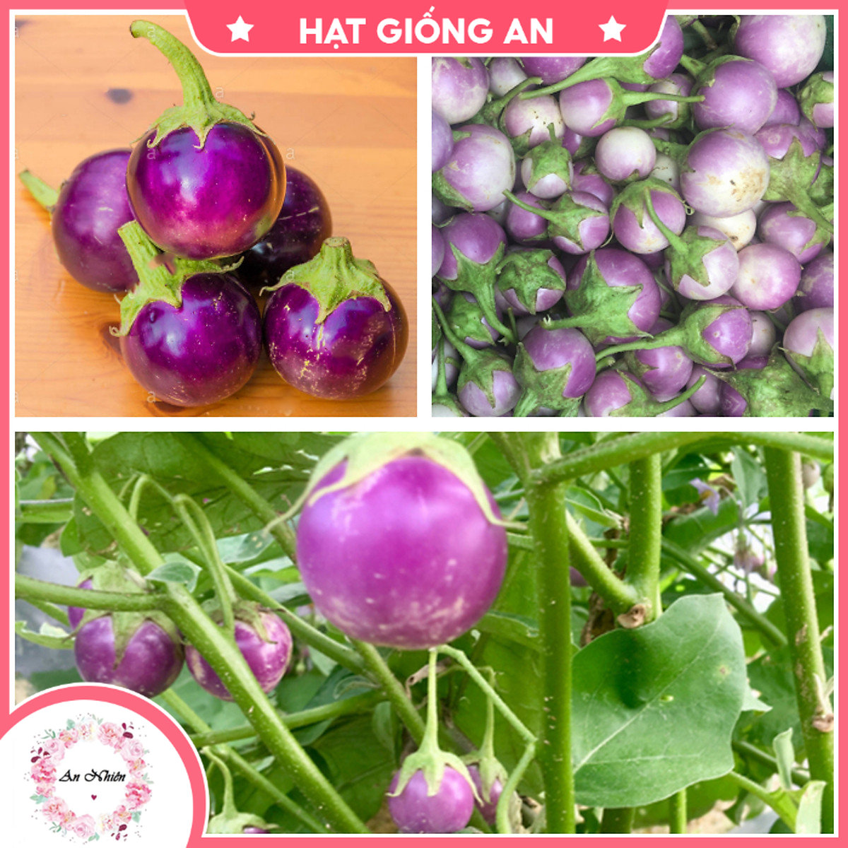 Hạt giống cà pháo tím - cà pháo trắng tn - 49 - hạt giống an1