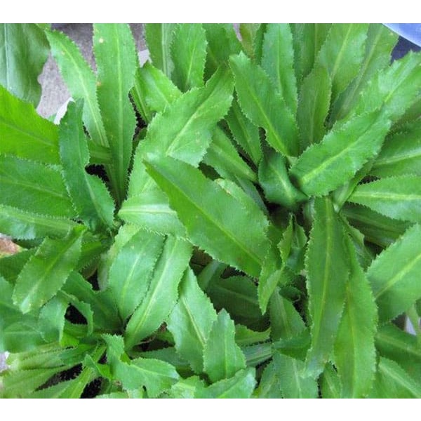 Hạt giống rau ngò gai , đóng gói 5gr