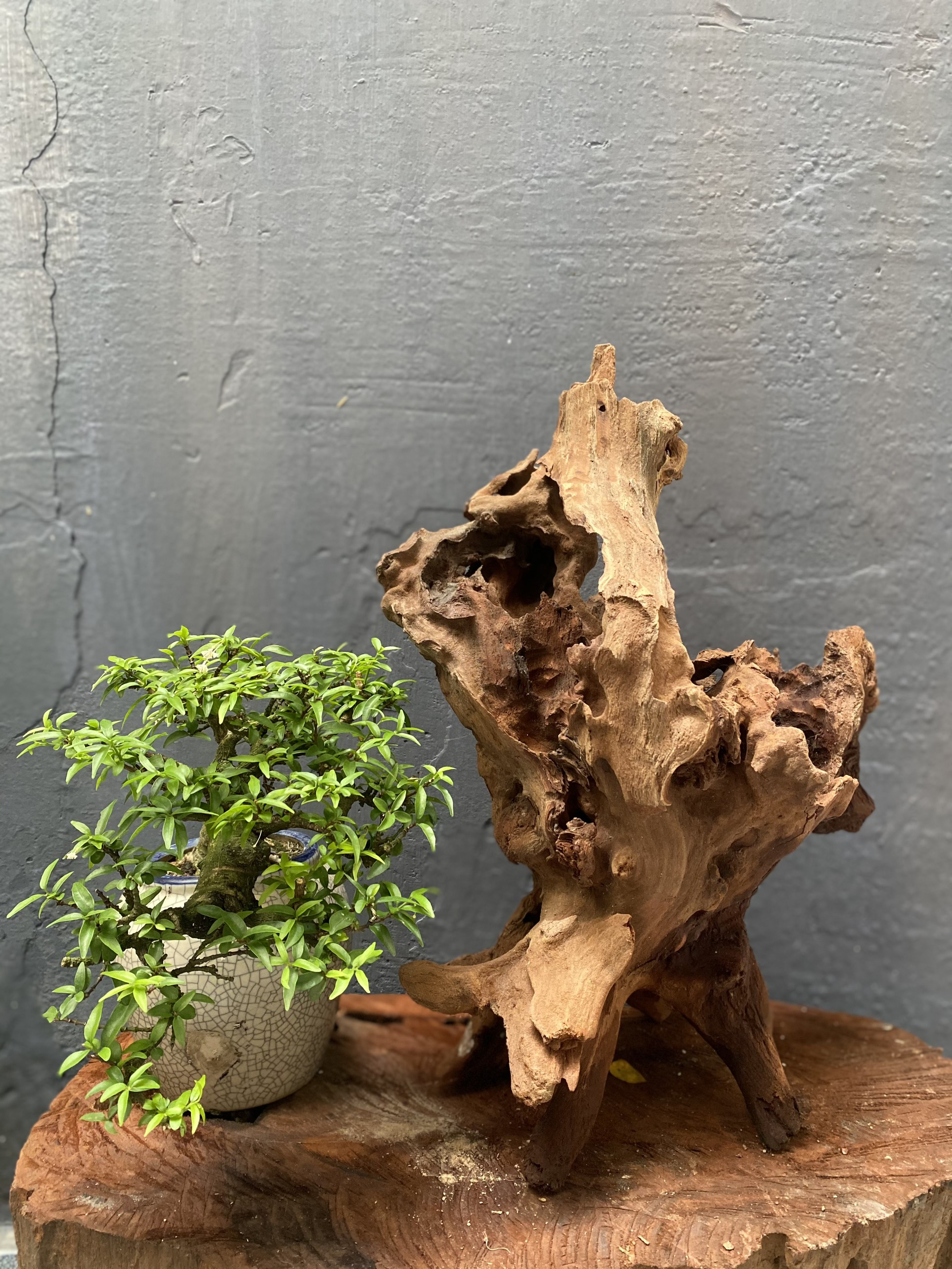 Gỗ lũa trang trí