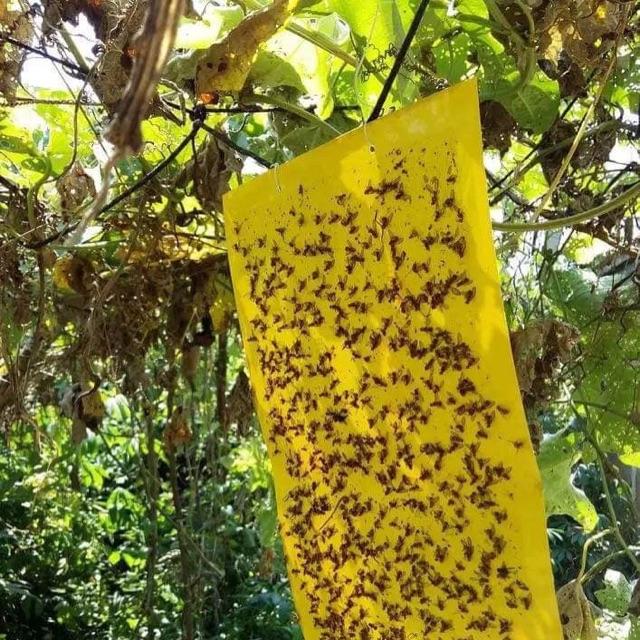 10 miếng dính ruồi vàng, côn trùng kích thước 22x40 cm