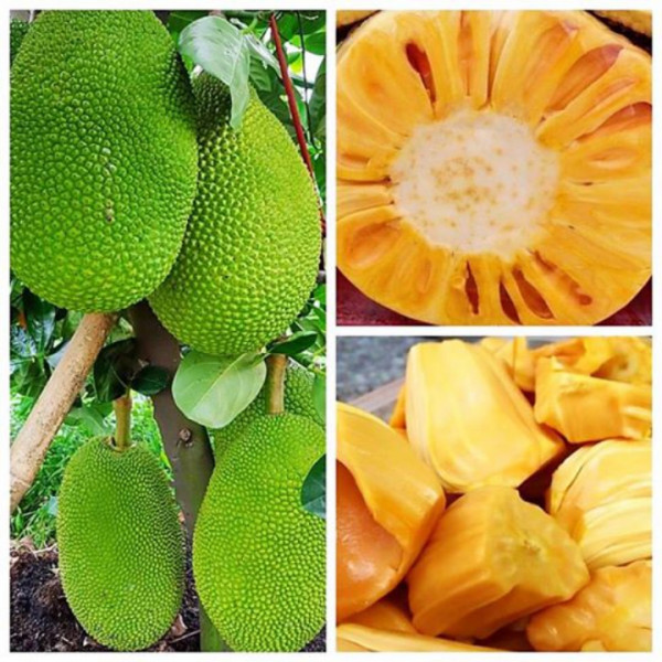 Mít thái siêu sớm, giống cây mít thái siêu sớm