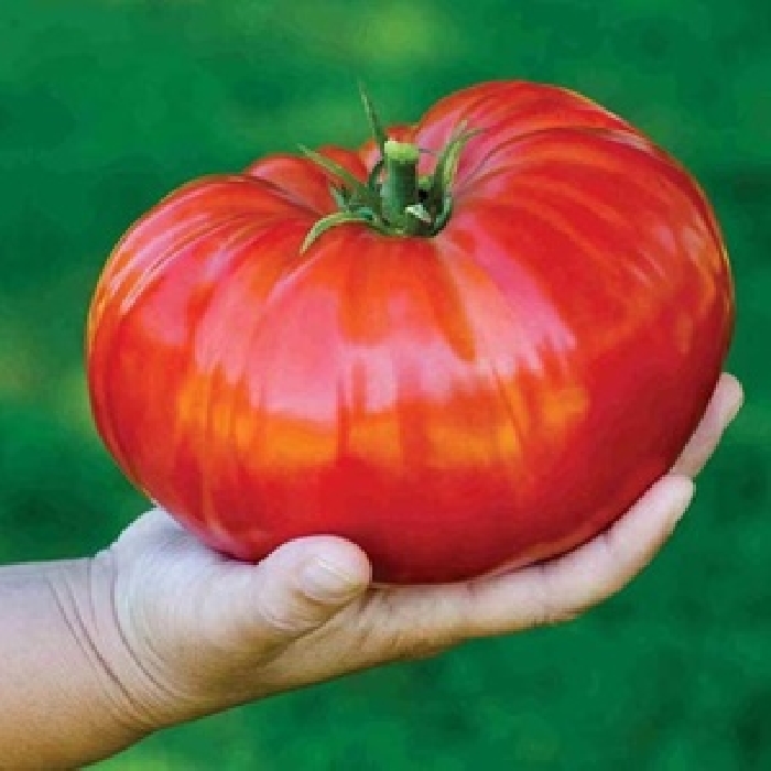 Hạt Giống Cà Chua Khổng Lồ Loại Dễ Trồng.Túi 10 Hạt