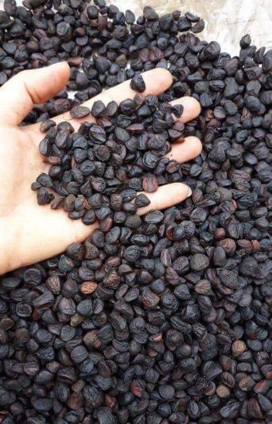 Combo 30 Hạt Dổi Nếp 100gr Mắc Khén Rừng