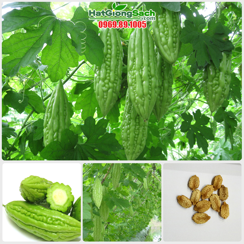 Các loại hạt giống củ quả dễ trồng, trồng chậu dễ chăm sóc tại nhà, chịu nhiệt, trồng quanh năm