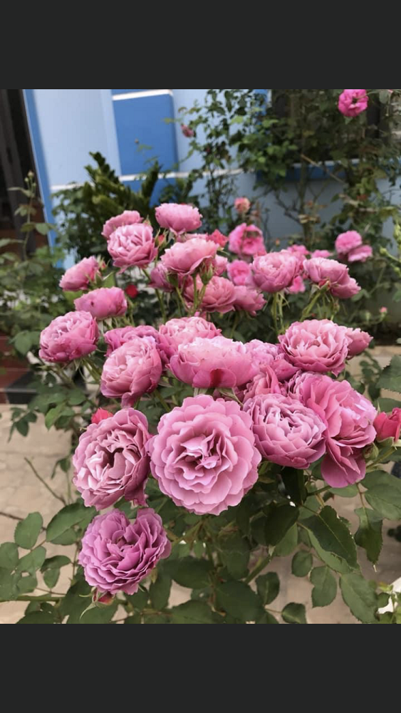 Hoa hồng ngoại Aoi Rose