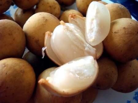 CÂY GIỐNG BÒN BON GHÉP (BÒN BON THÁI) NĂNG SUẤT CAO  2 NĂM CÓ TRÁI