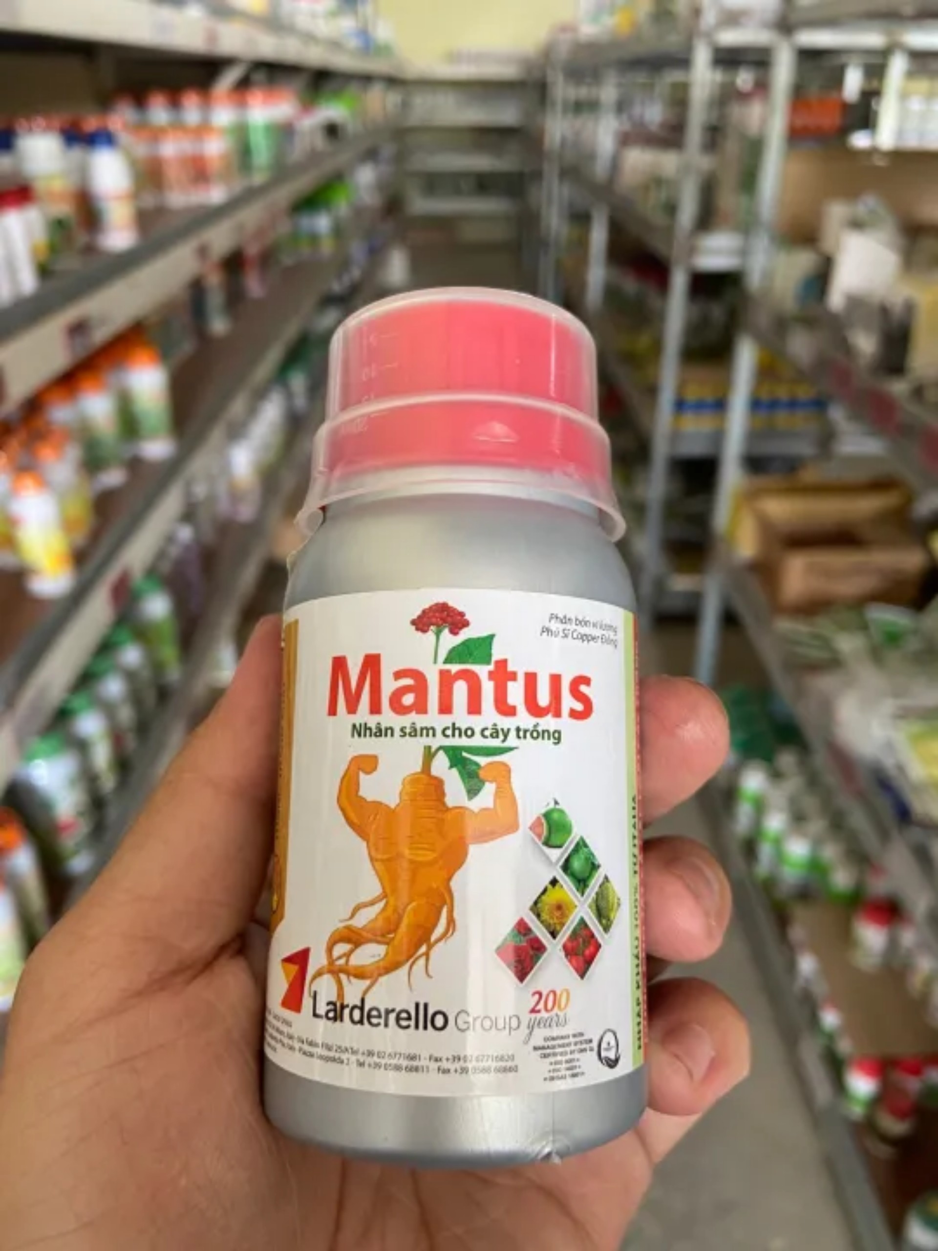 Mantus nhân sâm cây trồng giúp tẩy sạch rong rêu
