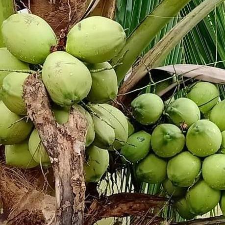 Cây Giống Dừa Sáp Combo 02 cây- Freeship 40k đơn từ 300k