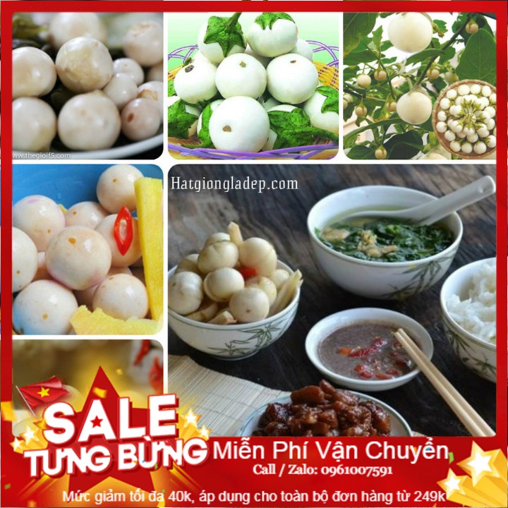 Hạt giống cà pháo trắng f1 - 100 hạt