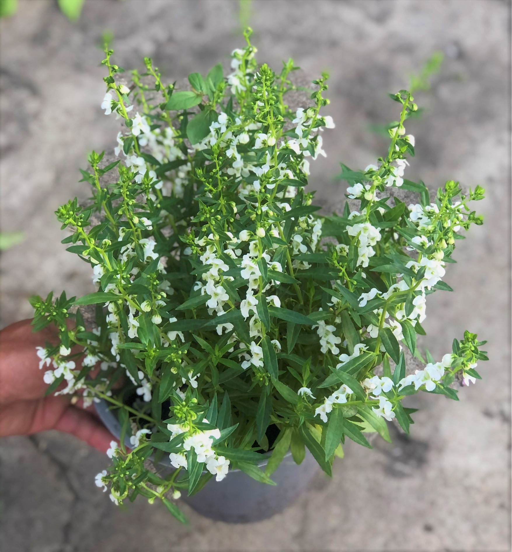 Cây Forget Me Not hoa màu trắng