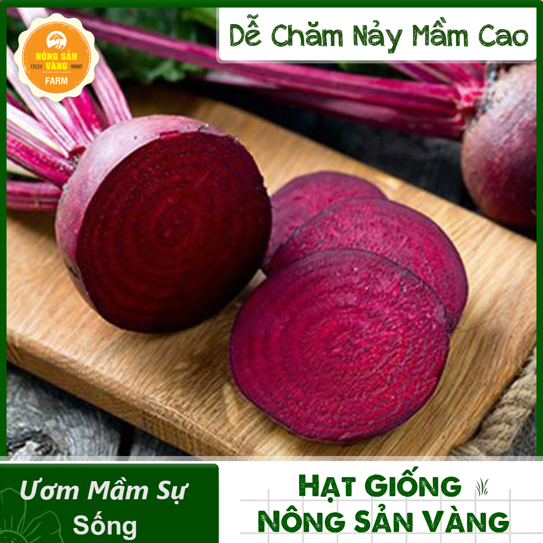 Hạt giống củ dền đỏ, dễ trồng, sinh trưởng và phát triển khỏe, kháng bệnh cao - nông sản vàng