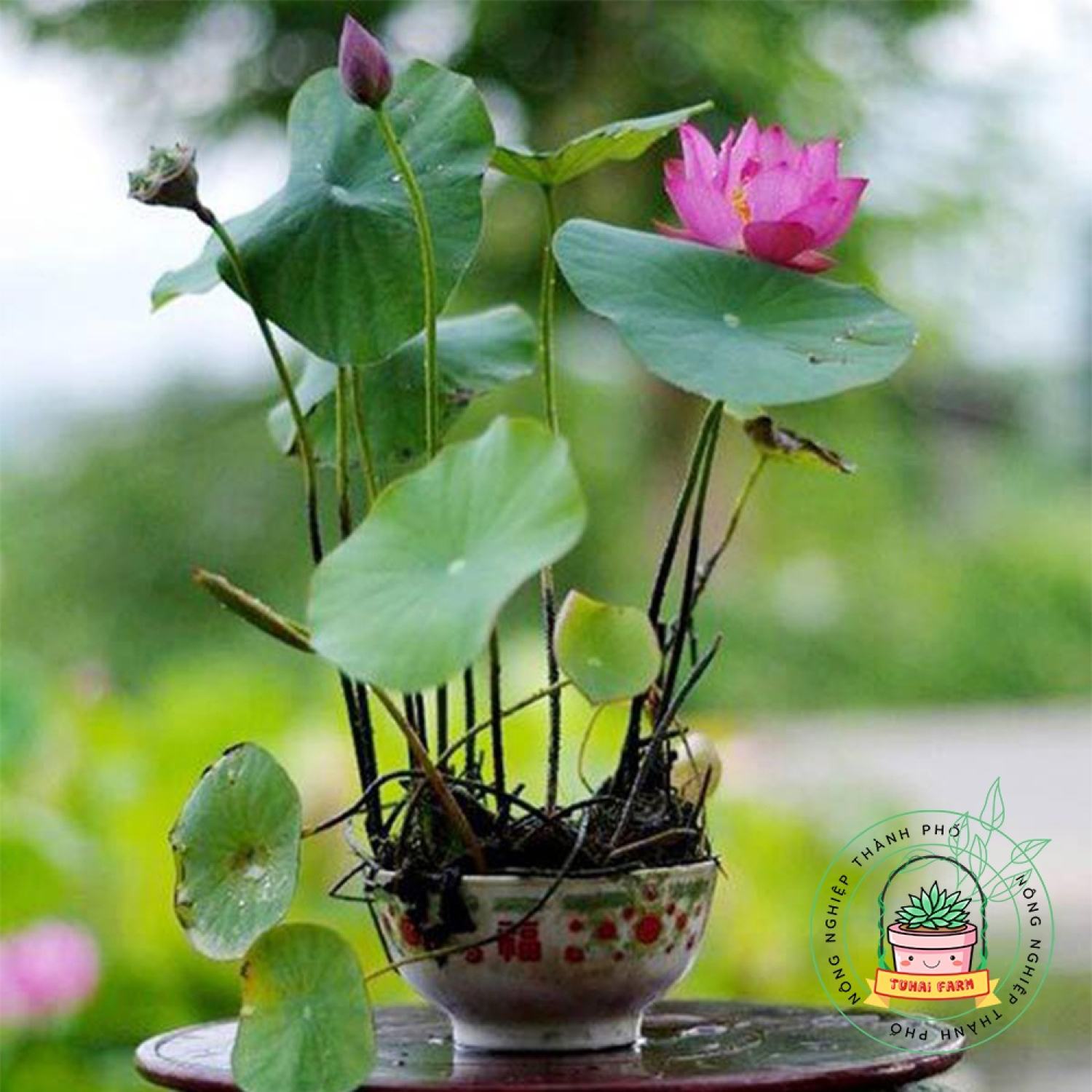 Hạt giống sen nhật mini - đã cắt đầu - - bao nảy mầm