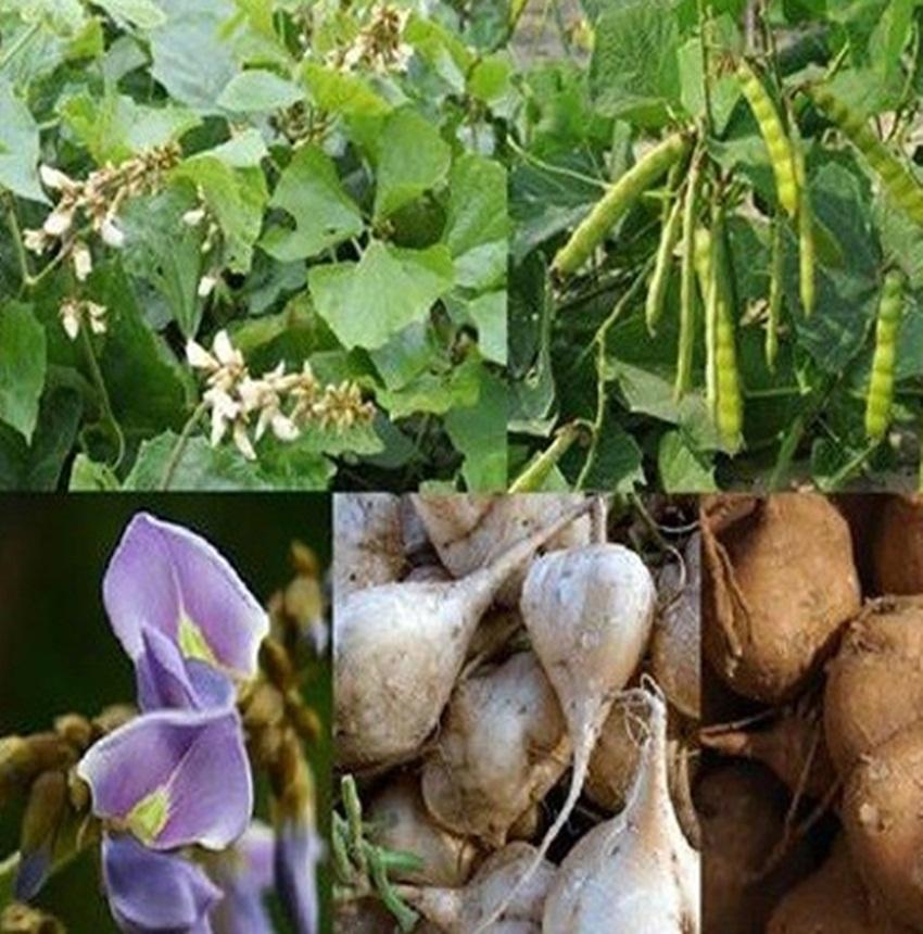 20 hạt giống củ đậu