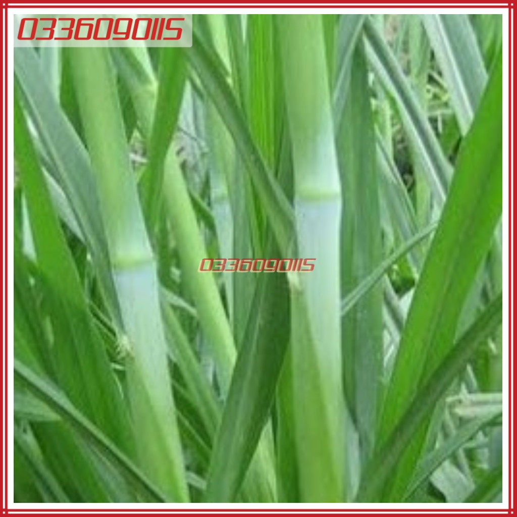 200g Hạt giống cỏ voi lai siêu năng suất, giàu dinh dưỡng cho chăn nuôi - Hạt giống cỏ chăn nuôi loại 1