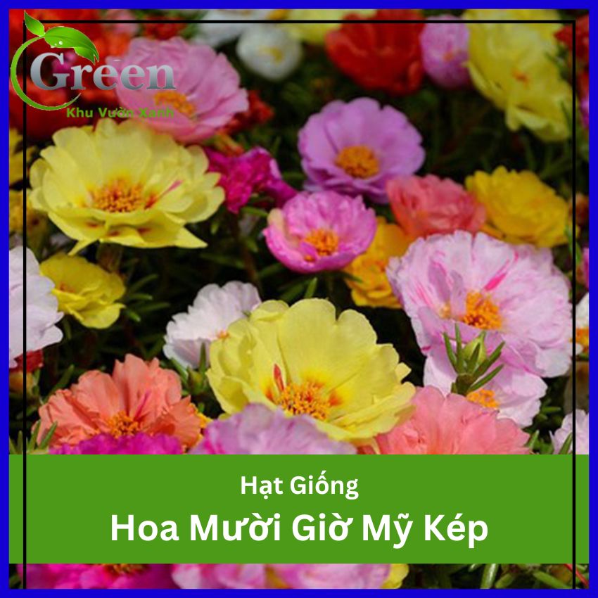 Hạt giống hoa mười giờ mỹ kép mix