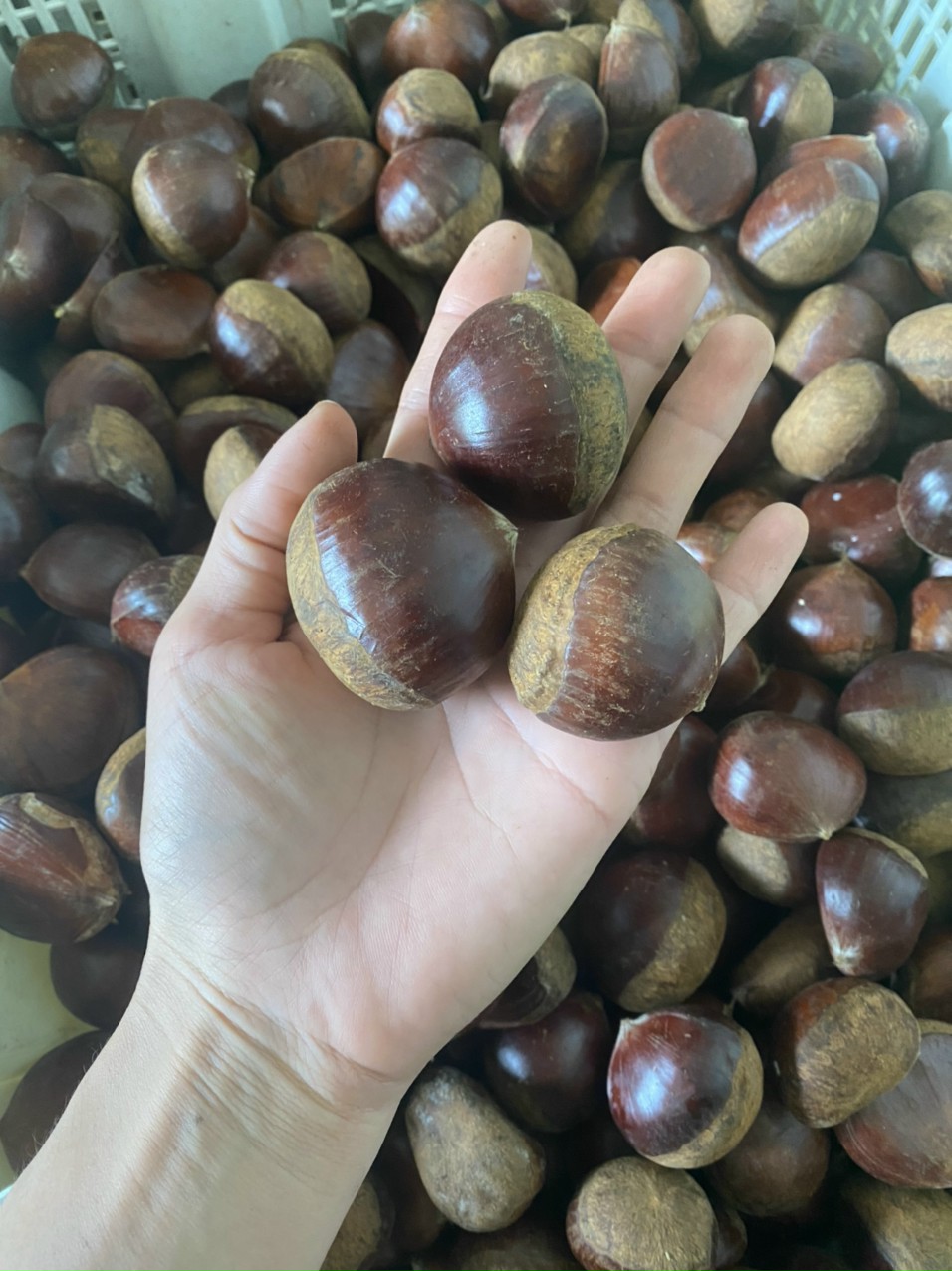Hạt dẻ cao bằng 1kg