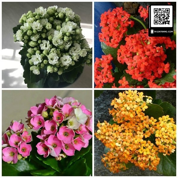 Hạt giống hoa sống đời (hoa bỏng) mix màu - Miễn Phí Vận Chuyển khi đơn đạt giá trị tối thiểu