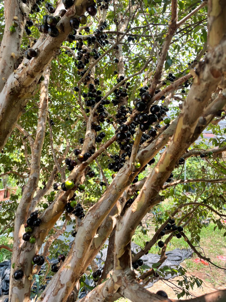 Cây nho thân gỗ tứ quý (ra trai quanh năm cây giống mới chuẩn f1 ) cây giống kháng sâu bệnh chịu hạn rất tốt