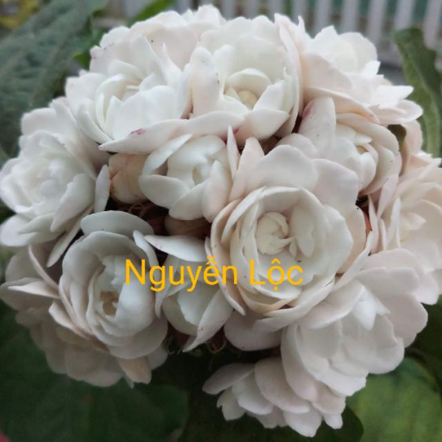 Cây hoa mò mâm xôi, mặt hàng đang được săn đón, chất lượng sản phẩm đảm bảo và cam kết hàng đúng mô tả