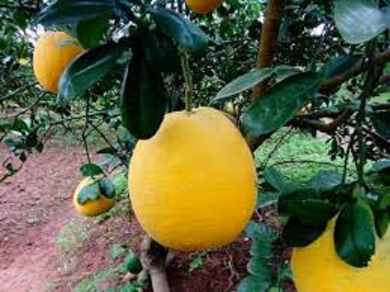 CÂY GIỒNG BƯỞI VÀNG - QUẢ THƠM NGON - CHUẨN GIỐNG F1